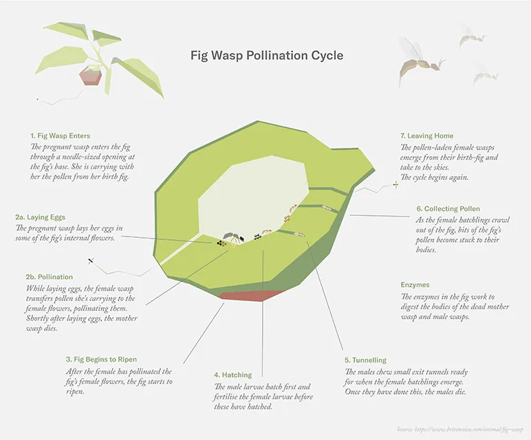 fig's pollination cycle