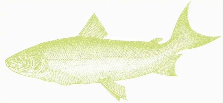 An illustration of a fish in the colour green
