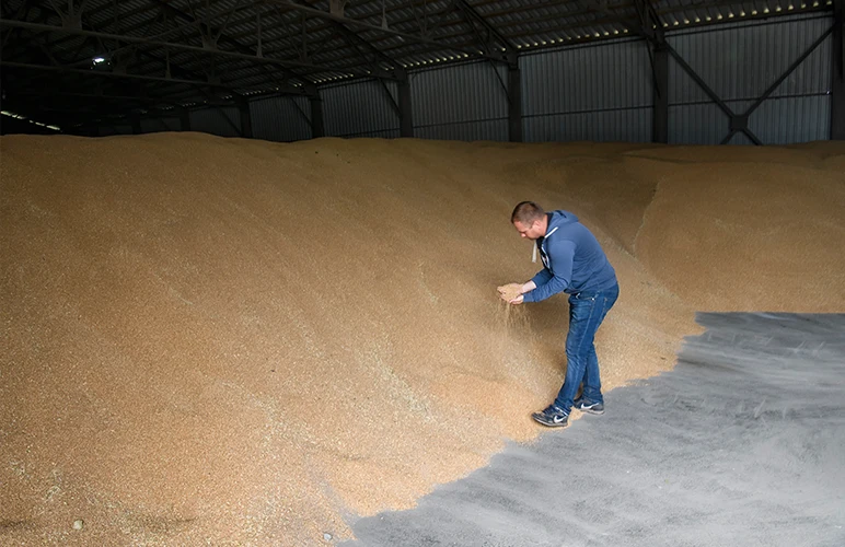 A man checking grain at a wheat granary in the Kyiv region
