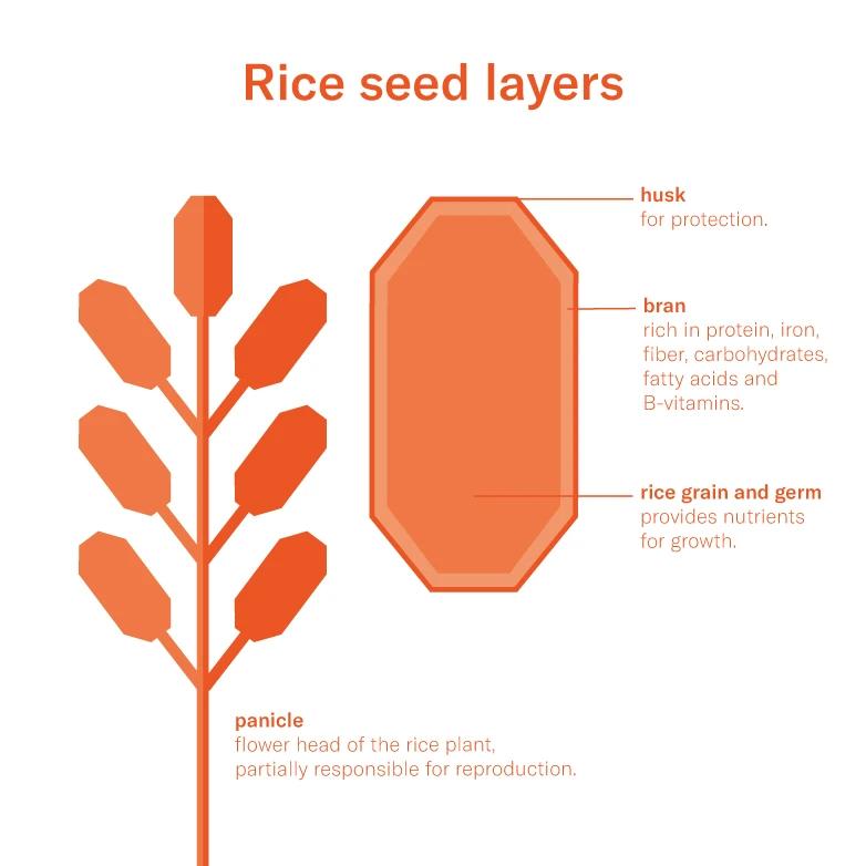 Rice see layers info graphic