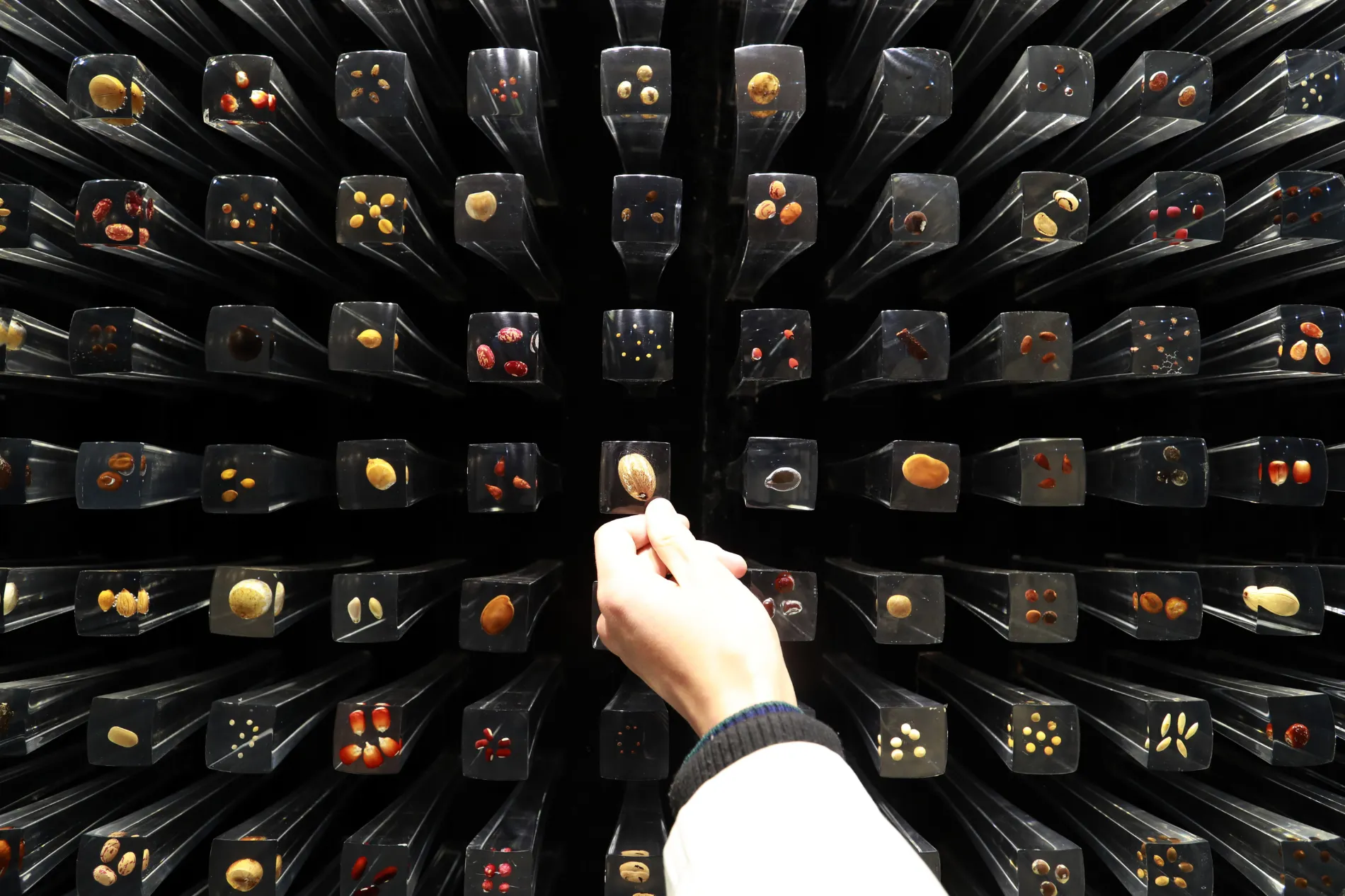 A Chinese researcher checks the specimen of plant seeds (left) and pteridophyte