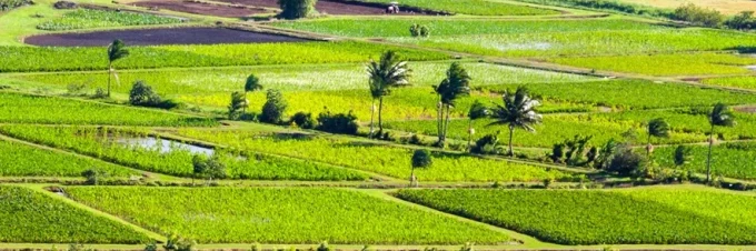 los-transgenicos-salvaron-las-papayas-de-hawai