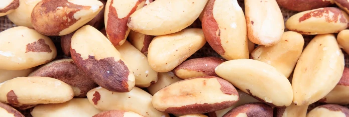 header-banner-brazil-nuts-growing.webp