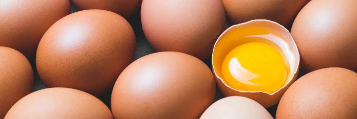 header-banner-eggyolks.webp