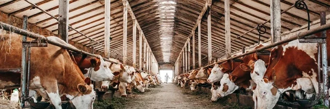 cual-es-el-verdadero-impacto-medioambiental-de-la-produccion-de-carne