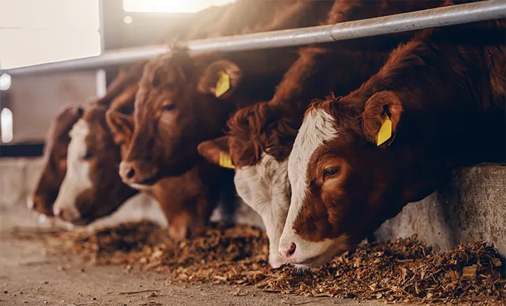 High-Impact And Low-Impact Methods of Beef Production