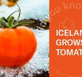 holding-iceland-tomato-farm_1.webp