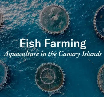 holding-image-aquaculturecanaries.webp