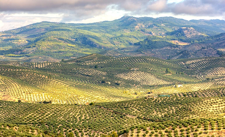 Olive trees