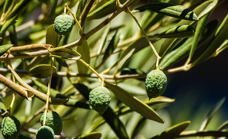 Olives wrinkled from insufficient water and heat stress.