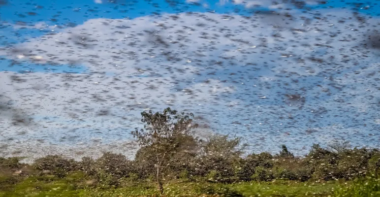 How Much Damage Can A Desert Locust Swarm Cause