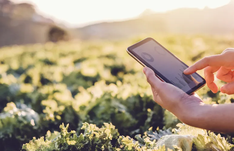 Man using phone and intelligent solutions to analyse crop