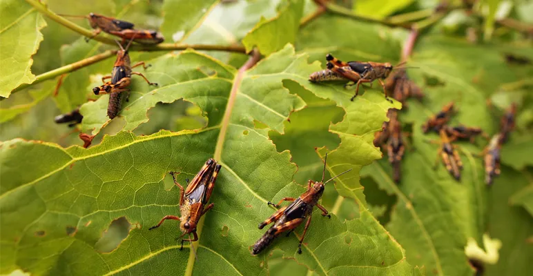 Food Sources for People & Livestock At Risk