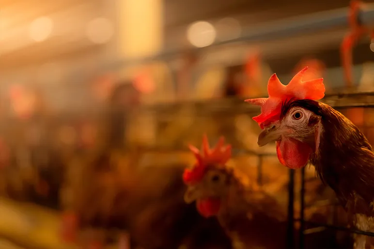 Legislation against battery farms