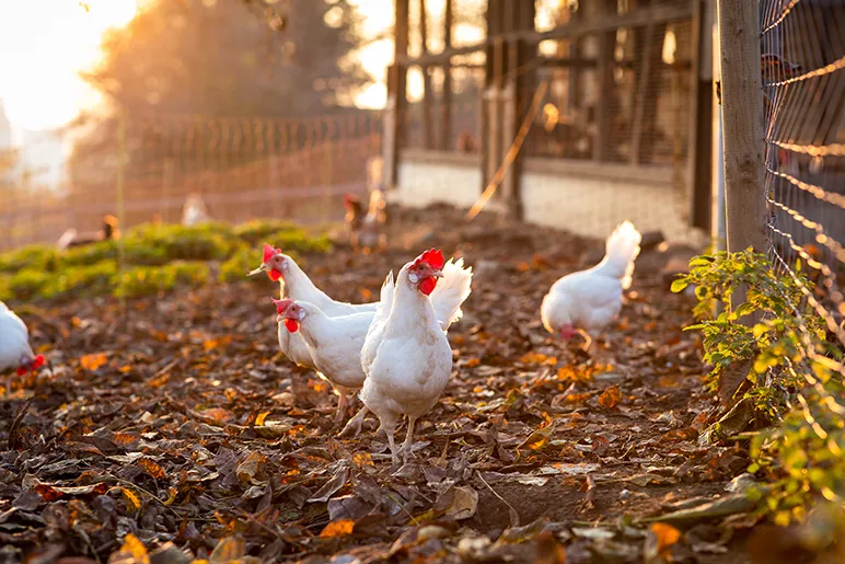 Why isn’t all egg farming cage-less?