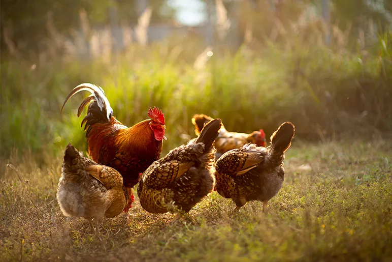 Origins of domesticated chickens