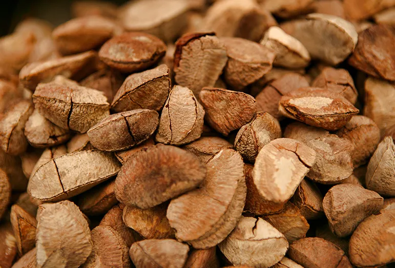 Brazil Nuts
