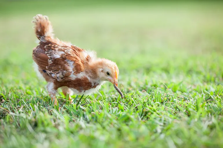 Bird feeding on worms