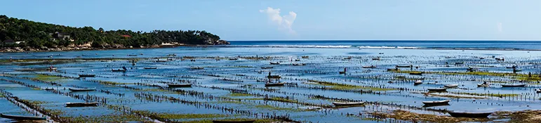 Modern Seaweed Farms