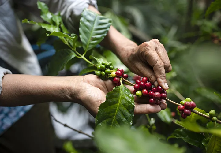 picking the coffee
