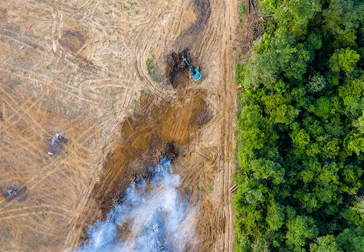 deforestation of a rainforest
