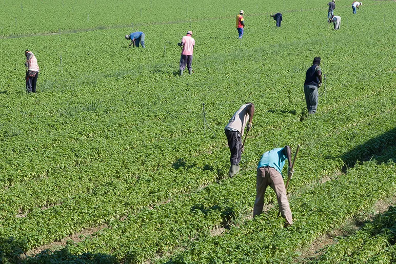 Harvesters in a field