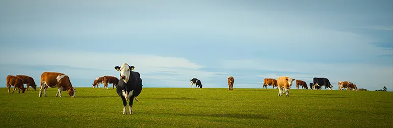 Cows in a field