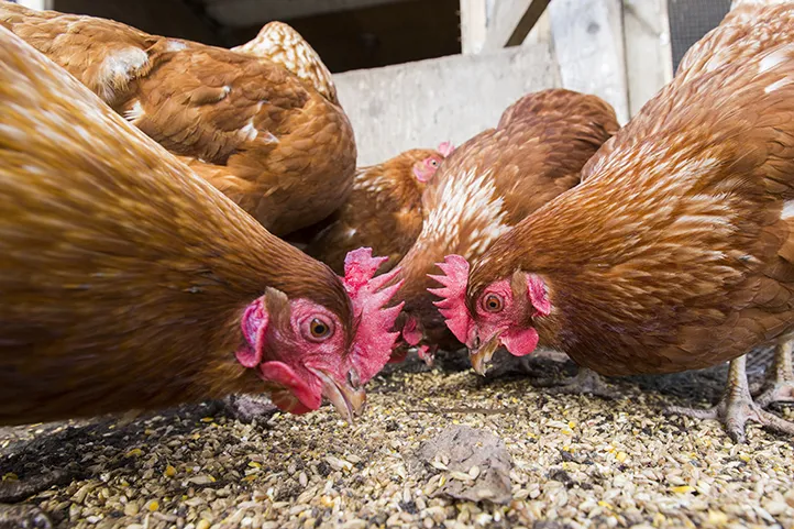 A group of 5 chickens feeding in a coop