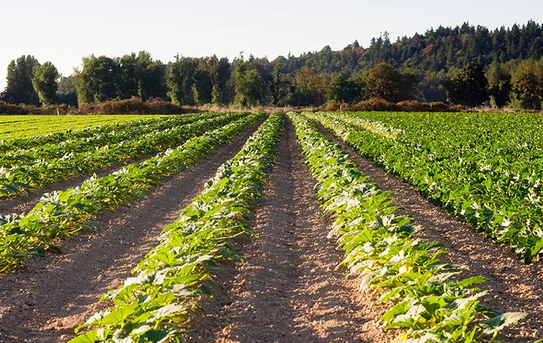 Driving down food waste with artificial intelligence