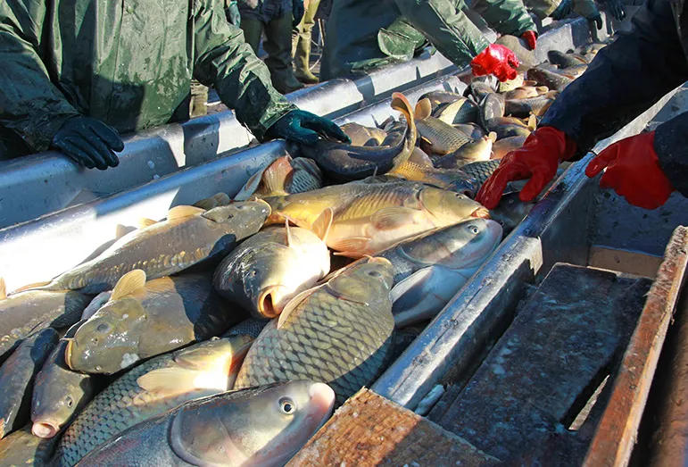 Workers sorting fish aboard a fishing trawler