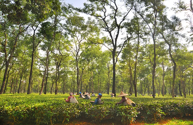 The British Empire & Assam Tea Plantations