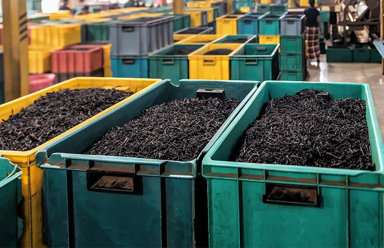 Are Conditions For Assam Tea Workers Better Today?