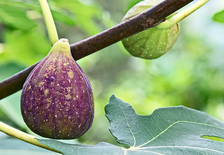 Figs and wasps