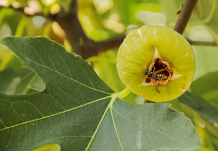 fig's pollination