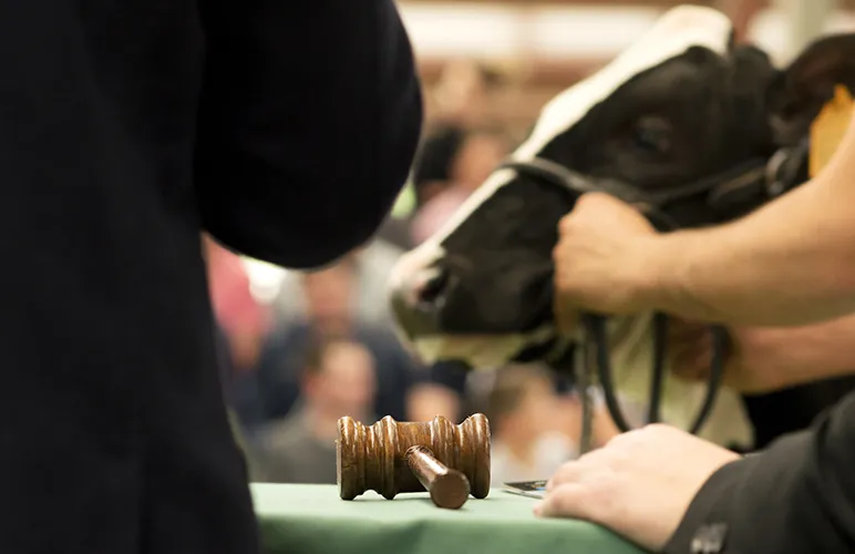 Cow's head being held in front of an auctioneer's table on which a gavel lies
