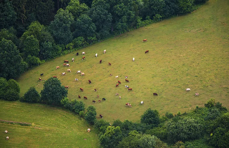 Cows in a field