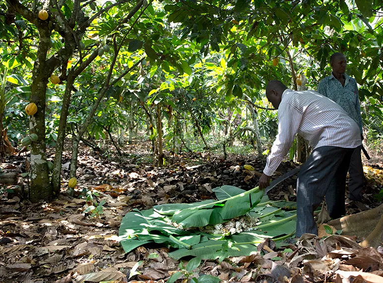 cocoa farmers