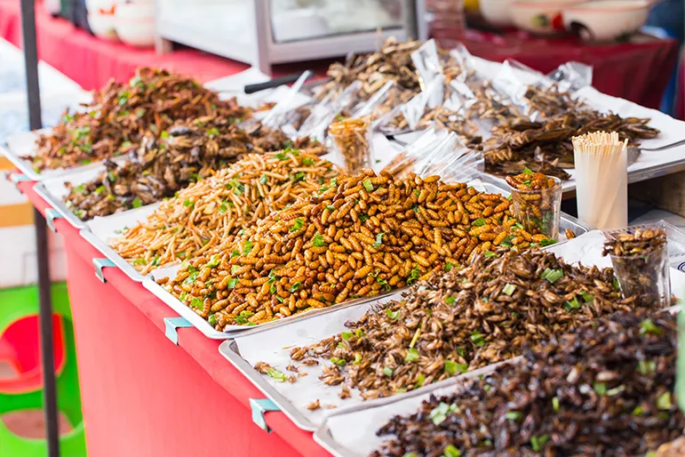 Edible insects