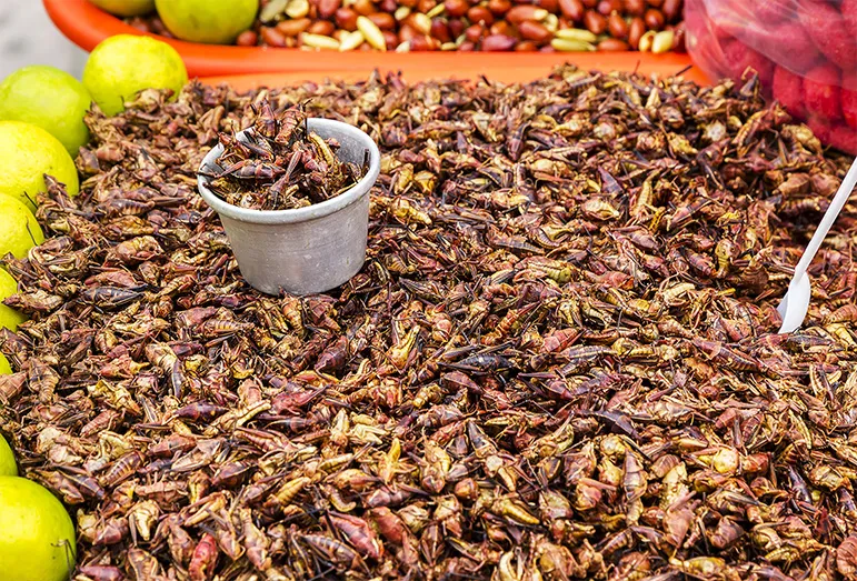 Edible insects