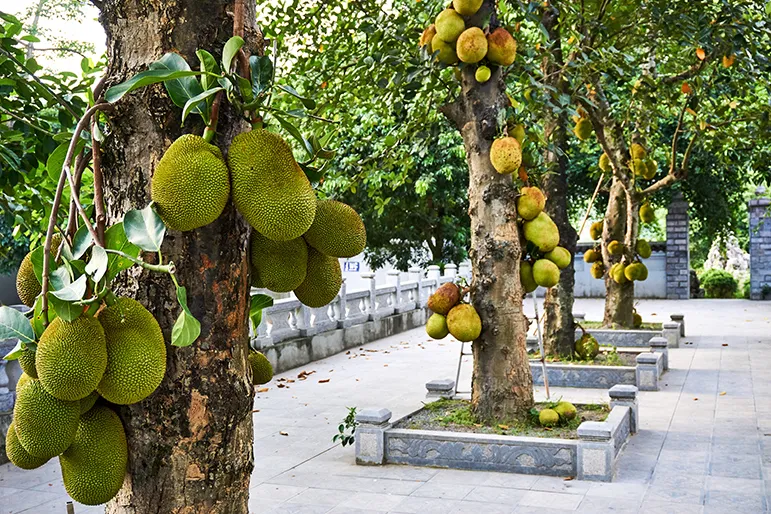 jackfruit trees