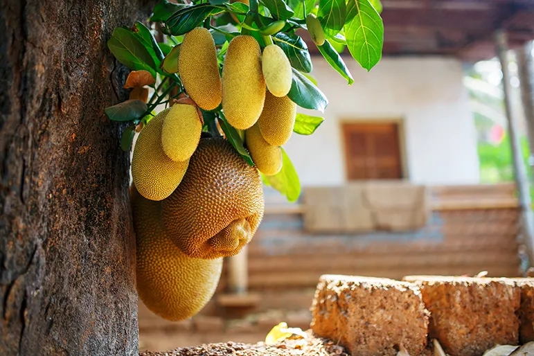 Jackfruit 