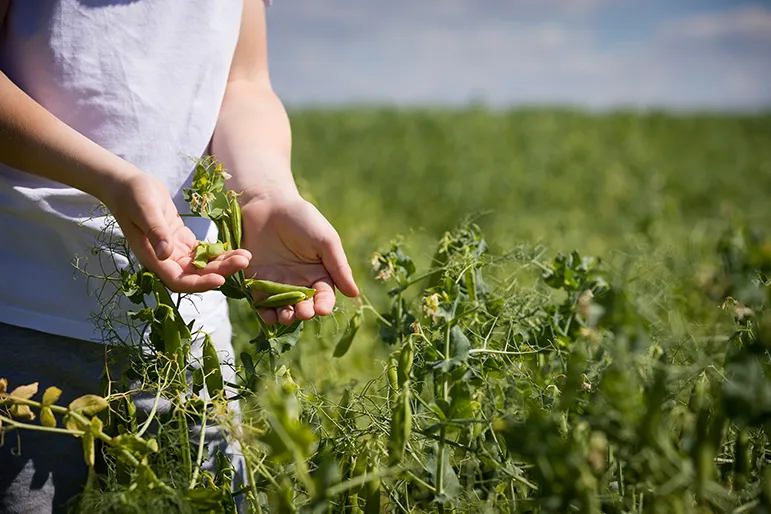 Are there pesticides in organic farming?