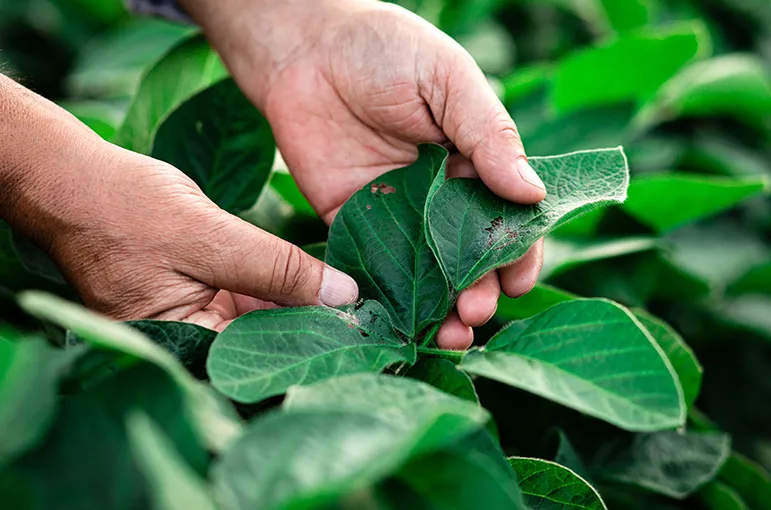 Farmer checking leaves on a crop for signs of pests