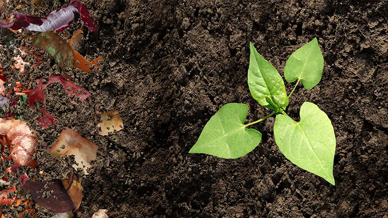 Growing food from waste