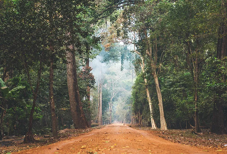 Brazil Nuts Only Grow Wild