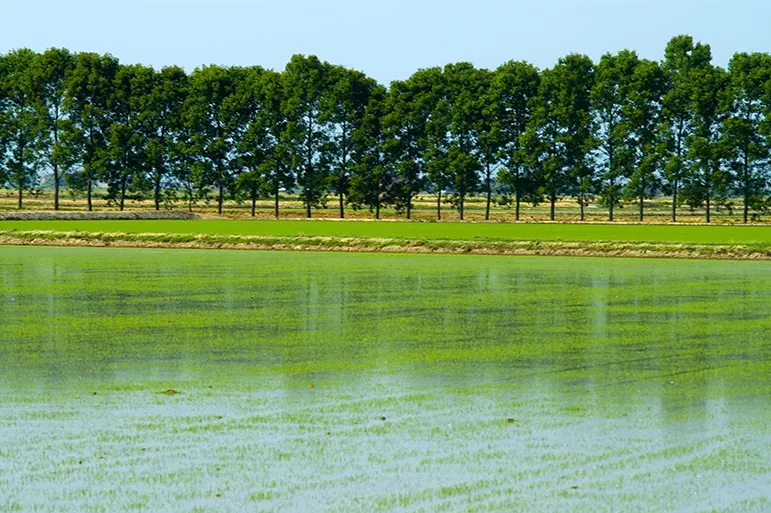 Field in water