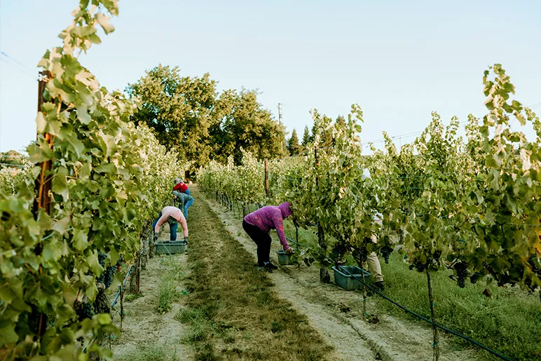 Workers in vineyard picking grapes