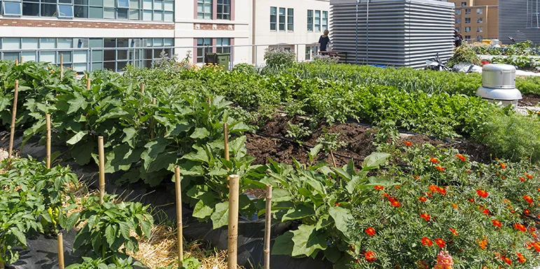 Urban roof garden in middle of high rise buildings