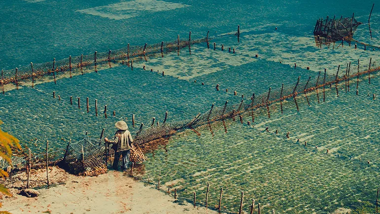 Harvesting Seaweed