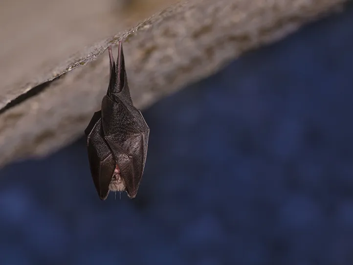 Bat hanging from rafter
